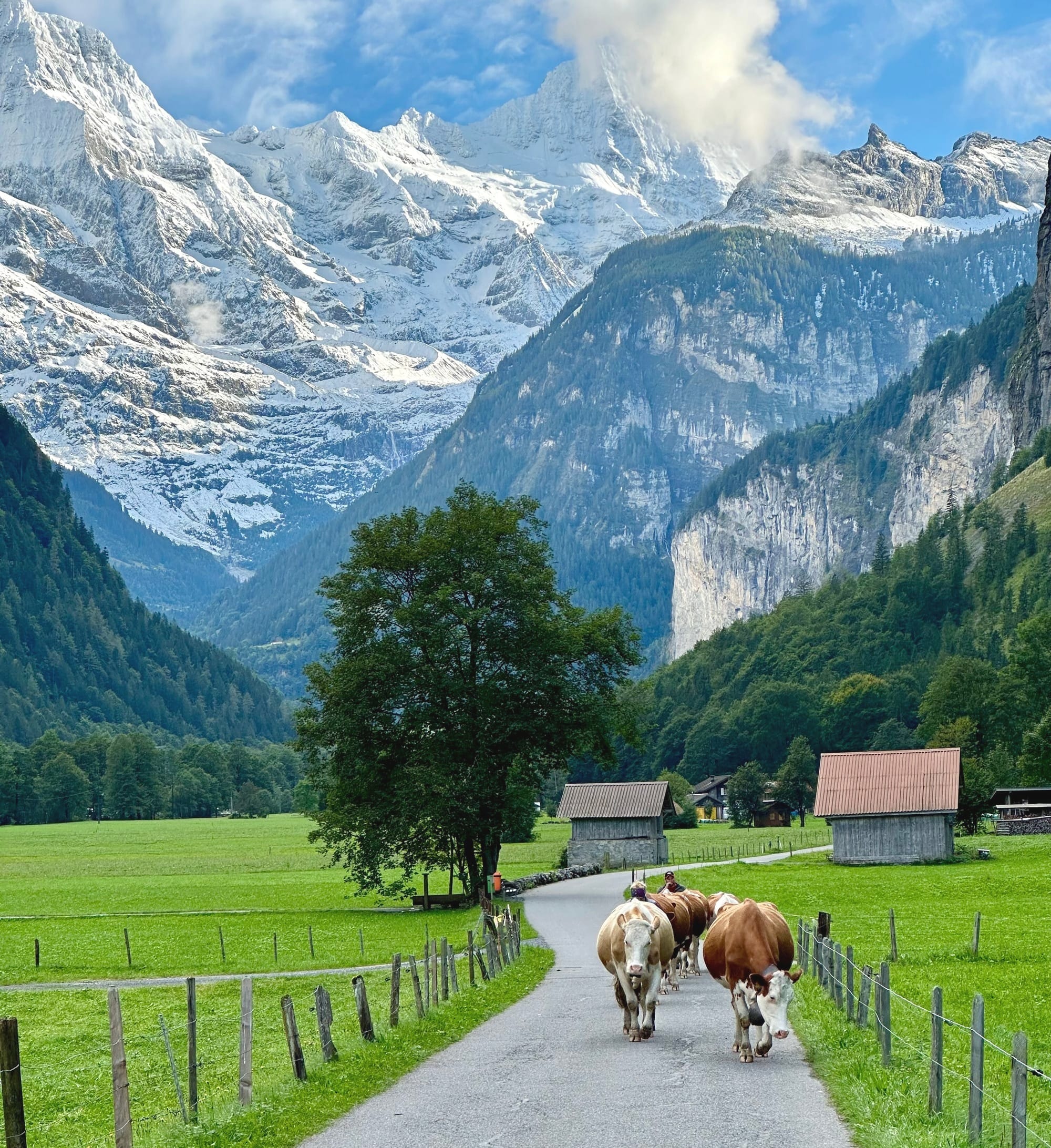 Lauterbrunnen village and cows with the bernese alps in the background, Switzerland