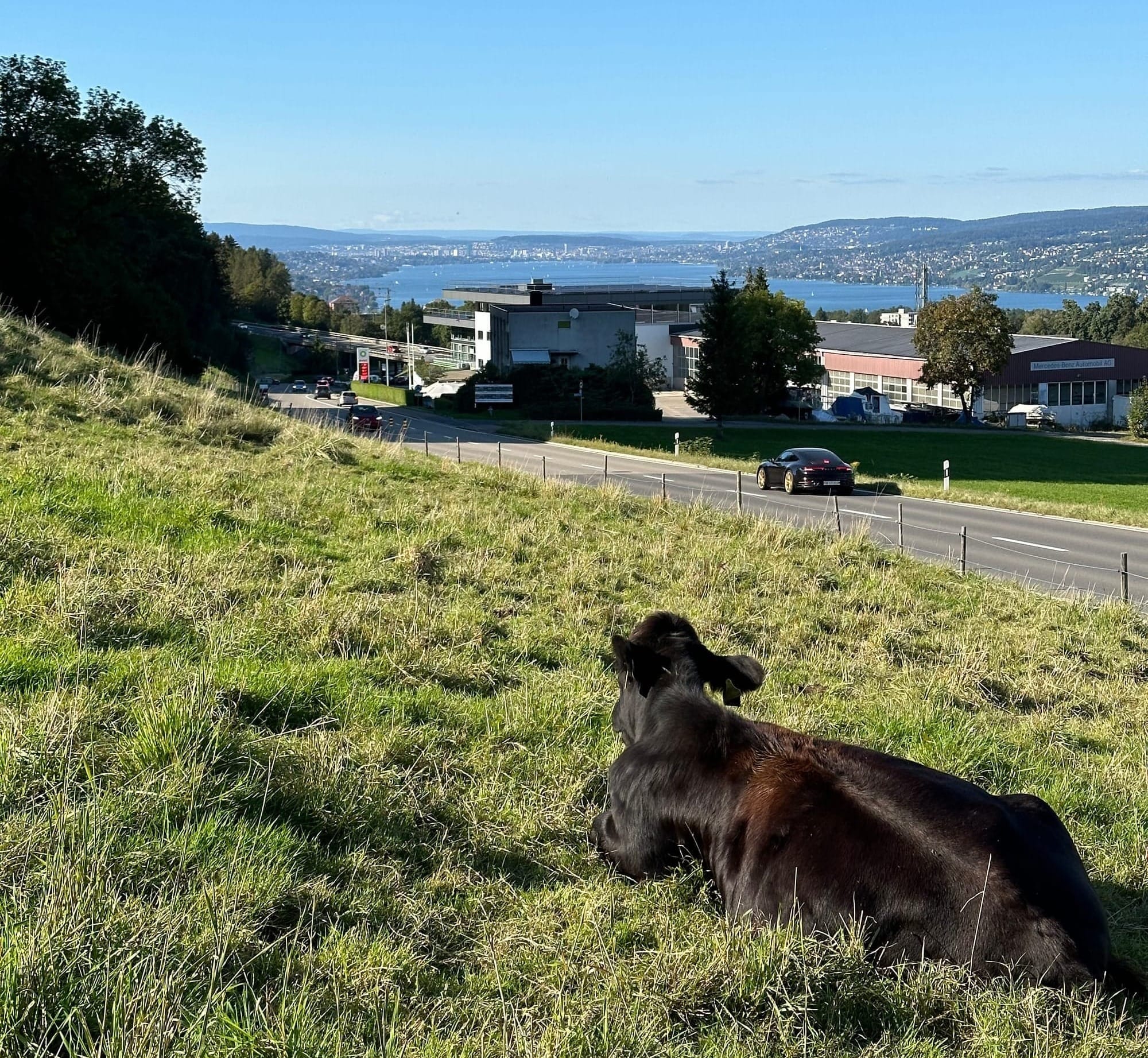 Looking over Zurichsee